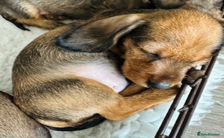Miniature Dachshund dogs - Advert 1