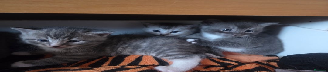 British Shorthair Kitten 4