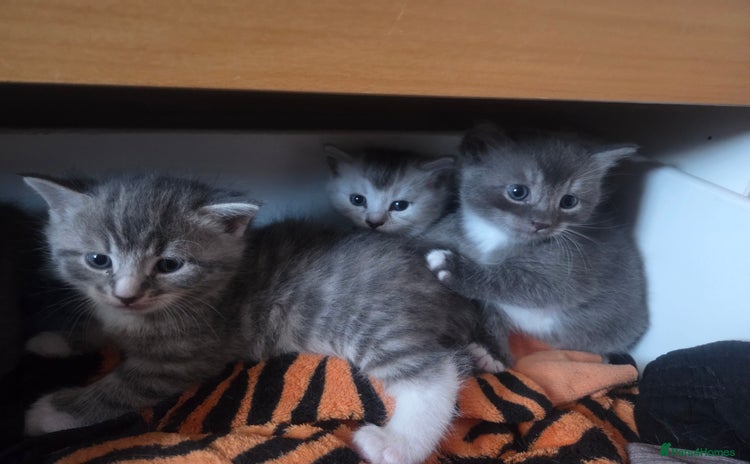 Brazilian Shorthair cats - Advert 1