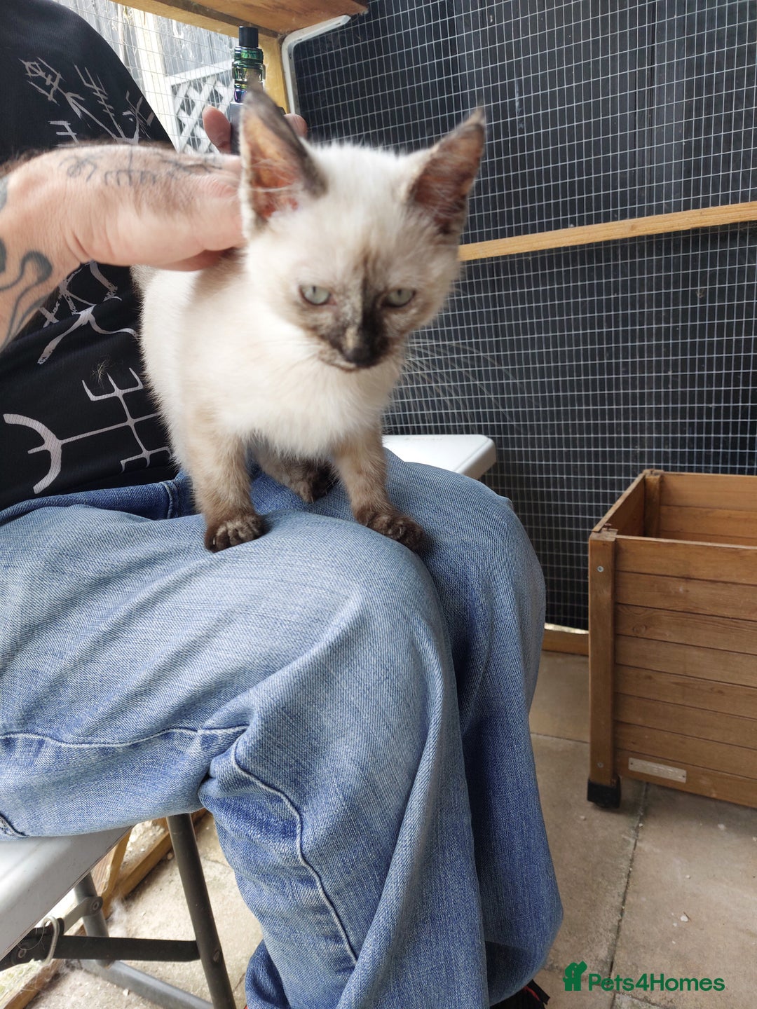 Ragdoll cats for sale: 1 beautiful 3 quarter ragdoll girl in Bedford - Image 13