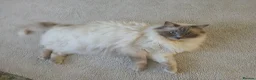 Ragdoll cats for sale: Beautiful Lilac Colourpoint Female  in Burton-on-Trent - Advert 16