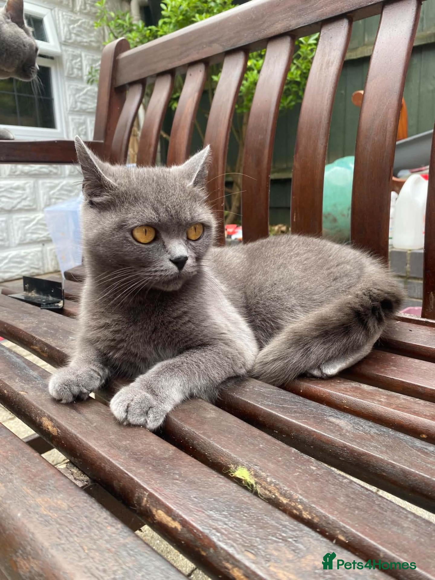 British Shorthair cats British Shorthair Blue Boys - Advert 10