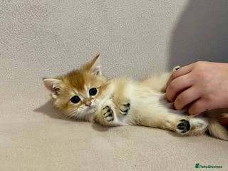 British Shorthair cats 🐾Pure BSH Kittens🐾 - Advert 4