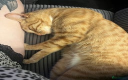 Mixed Breed cats for sale: Male ginger cat  - Image 15
