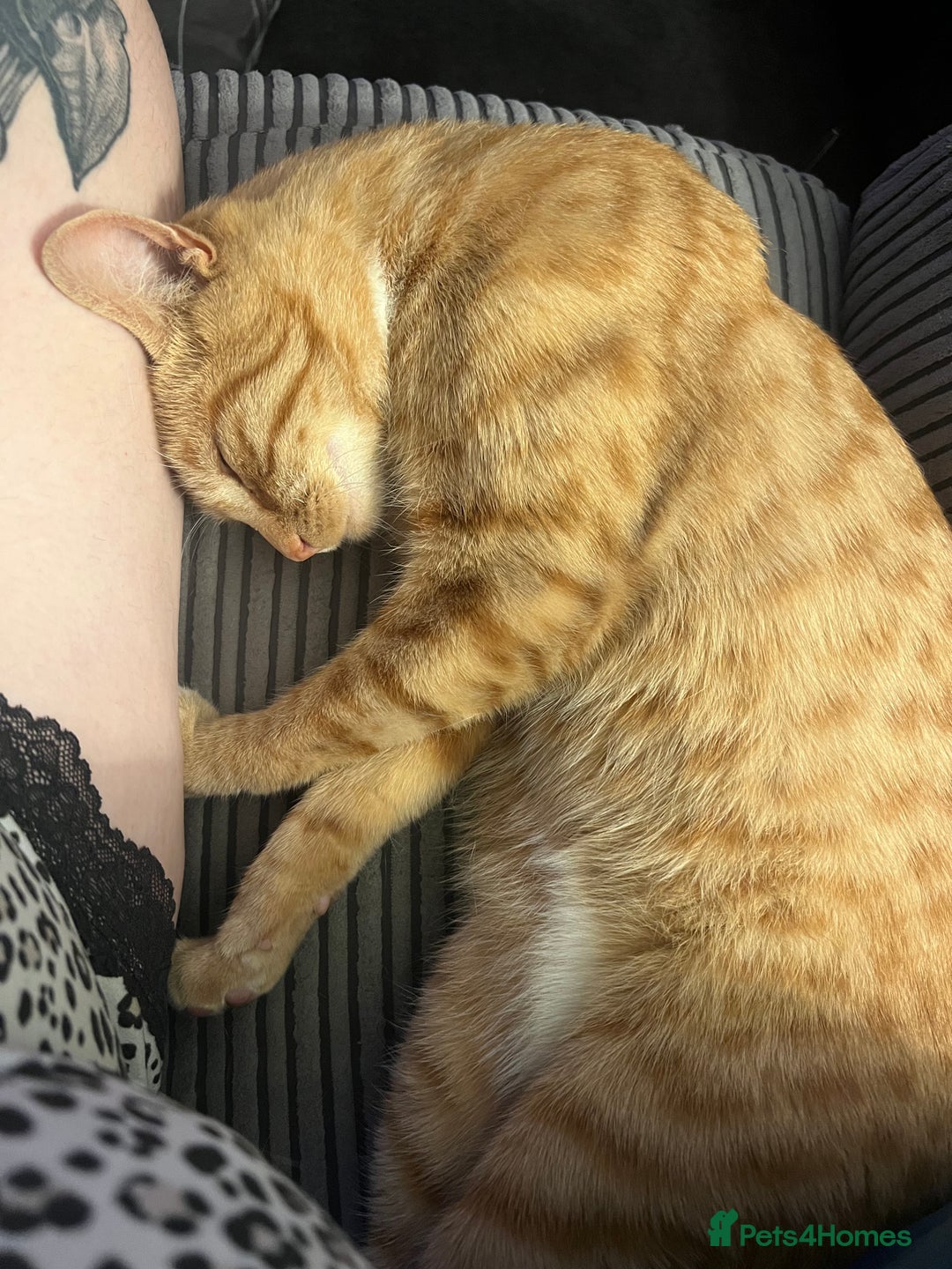 Mixed Breed cats for sale: Male ginger cat  - Image 15