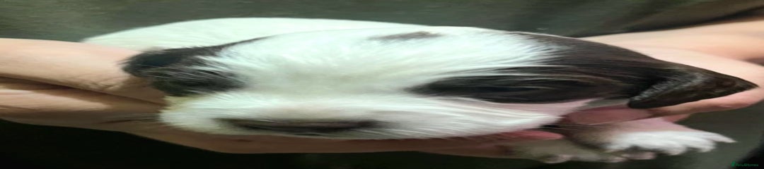 Sprocker Puppy 3