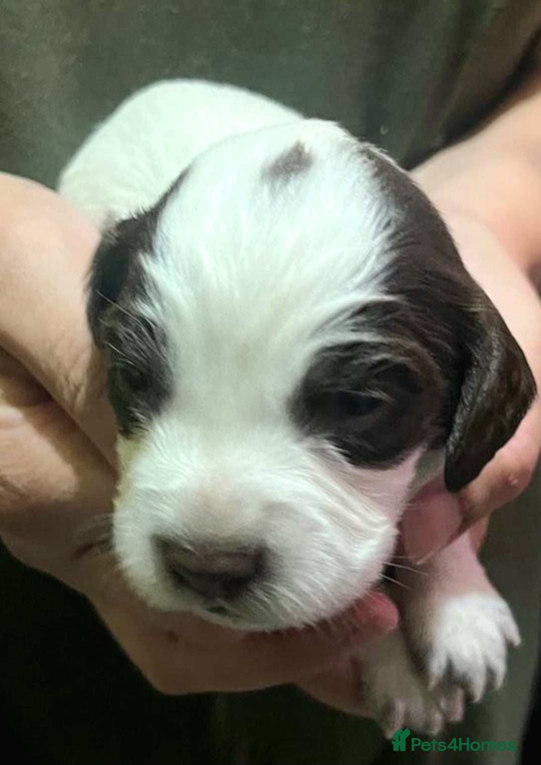 Sprocker dogs for sale: Sprocker Puppies - Image 2