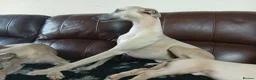 Whippet dogs for sale: High Quality Whippet pups Crufts in Bishop Auckland - Advert 5