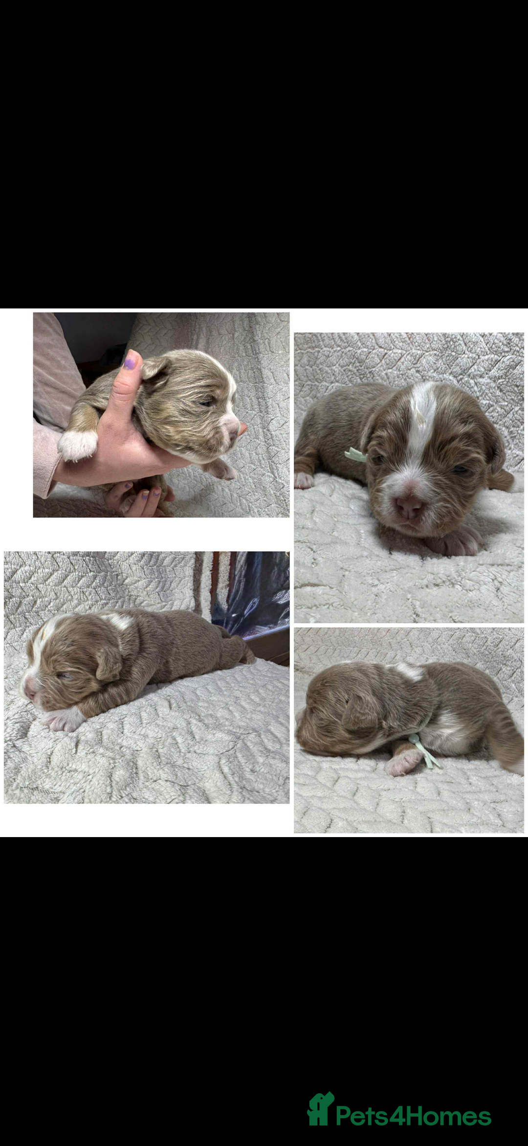 Old Tyme Bulldog dogs for stud: Stunning Visual Fluffy Chocolate Merle - Advert 8