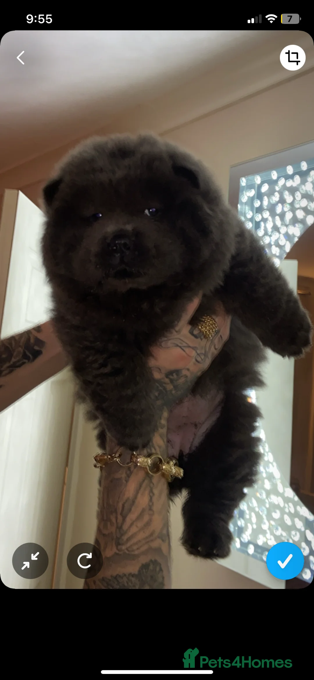 Chow Chow dogs for sale: 8 weeks old female chow chow  - Advert 2