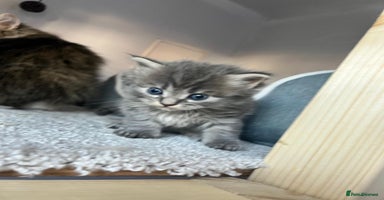 Maine Coon cats - Advert 13
