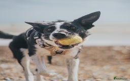 Border Collie dogs for sale: Border collie  - Image 2