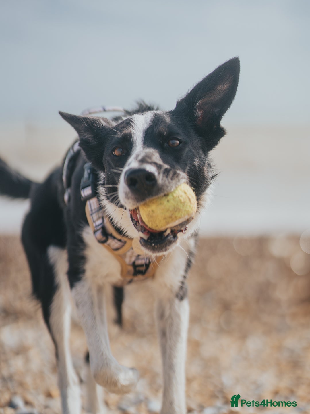 Border Collie dogs for sale: Border collie  - Image 2
