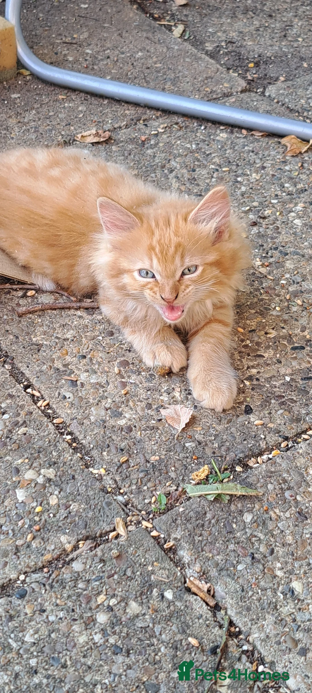 Balinese cats for sale: Balinese mix ready on Friday  - Advert 2