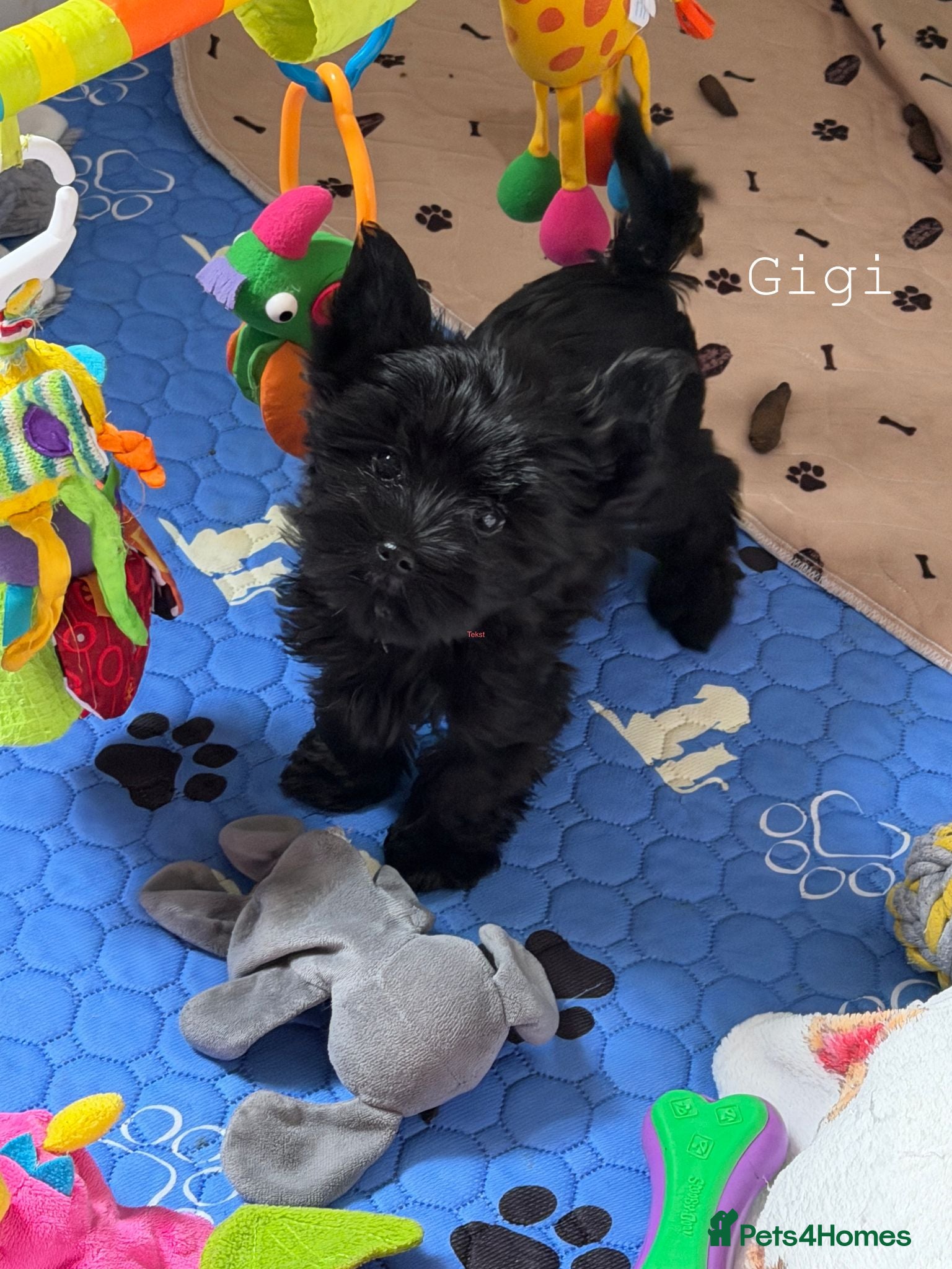 Yorkshire Terrier dogs Girls Yorkshire Terrier Ready Now - Advert 13