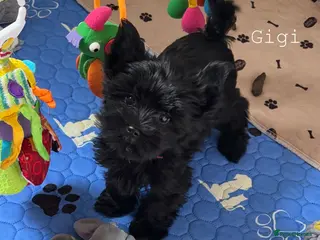 Yorkshire Terrier dogs Girls Yorkshire Terrier Ready Now - Advert 13