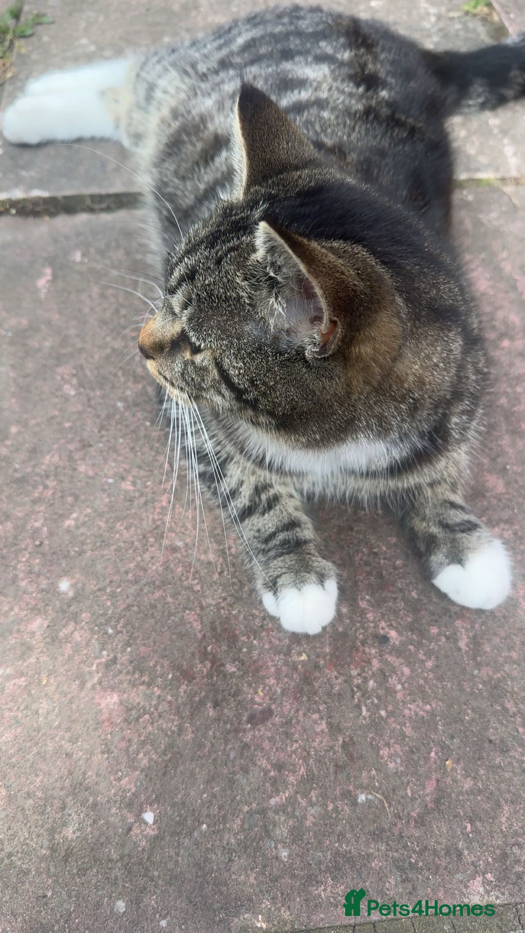 Mixed Breed cats for sale: 2 little boy kittens along with its Mom - Advert 1