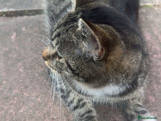 Mixed Breed cats 2 little boy kittens along with its Mom - Advert 1