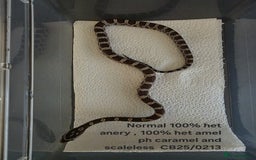 Corn Snake reptiles for sale: Cornsnake Hatchlings - Image 14