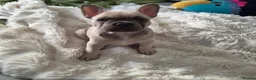 French Bulldog dogs for sale: Lilac fawn beautiful Frenchie boy. Singleton in Canvey Island - Advert 10