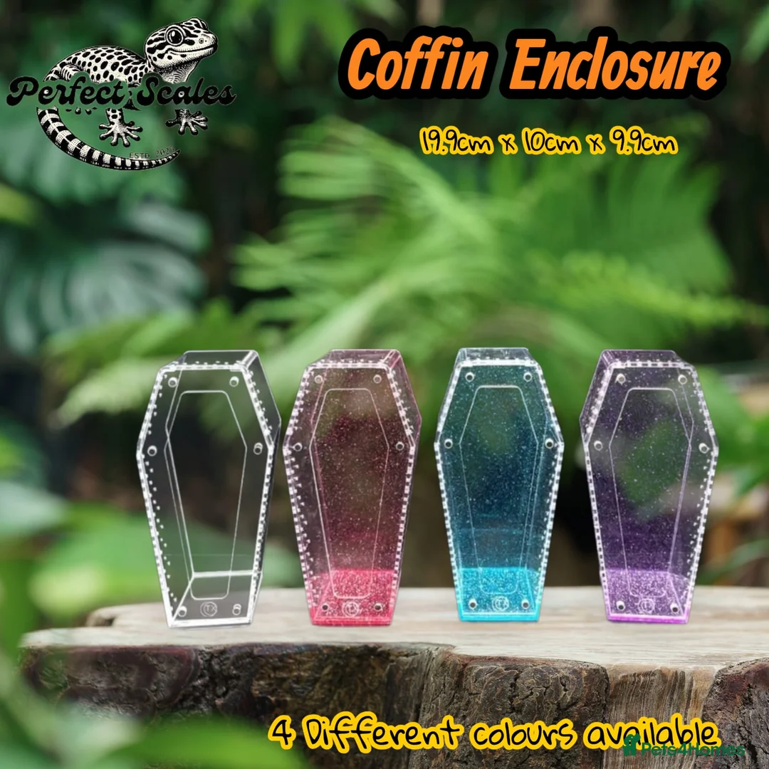 Praying Mantis invertebrates for sale: Various inverts mantis millipedes scorpions - Advert 7