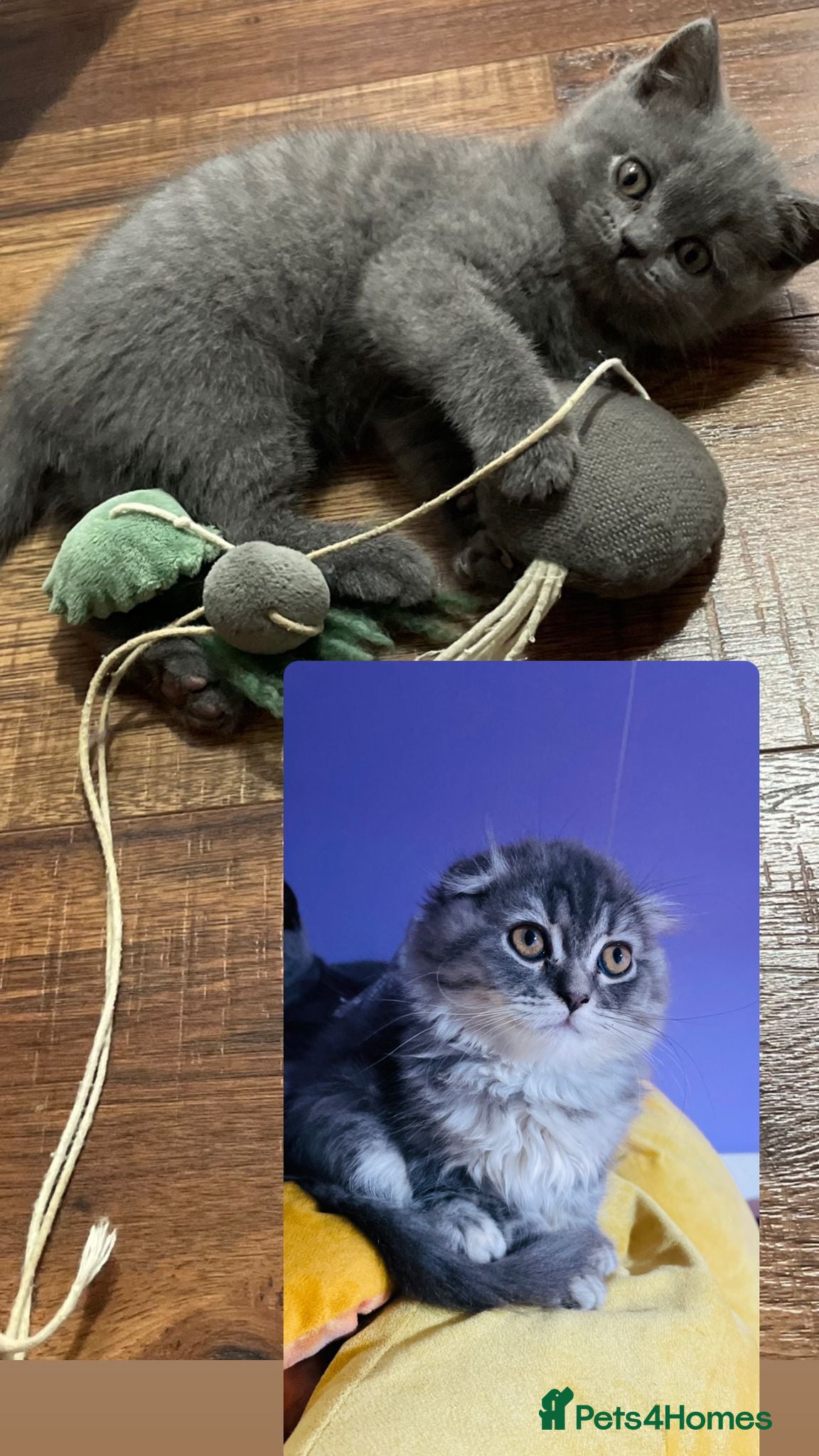 Scottish Fold cats 2 left kitties looking for new homes ❤️❤️ - Advert 6