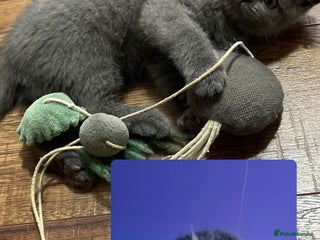 Scottish Fold cats 2 left kitties looking for new homes ❤️❤️ - Advert 1