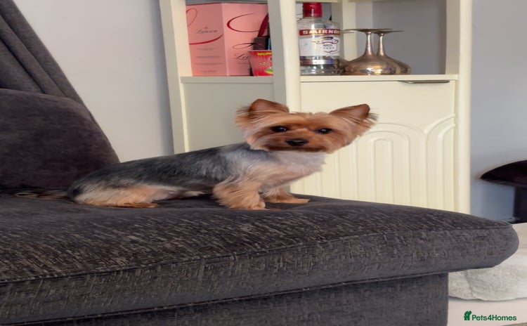 Yorkshire Terrier dogs - Advert 3