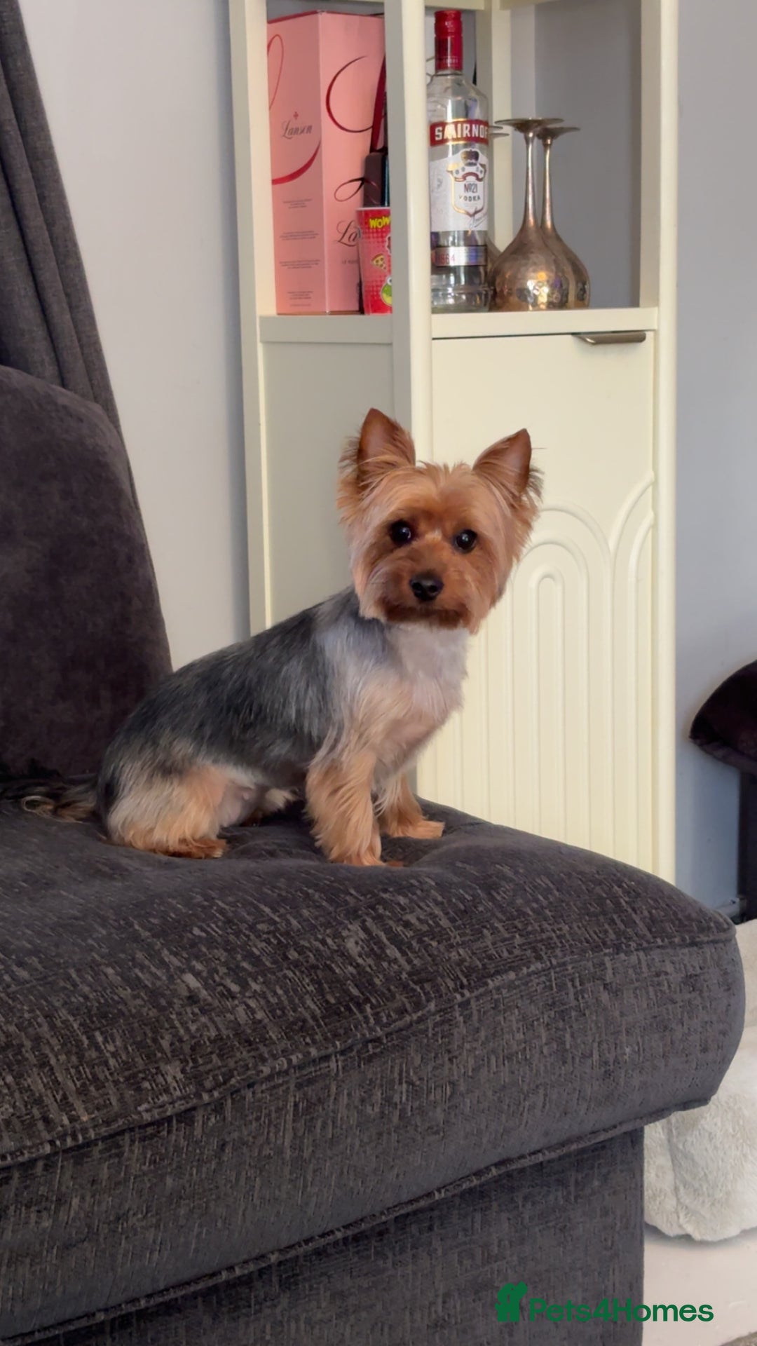Yorkshire Terrier dogs for sale: Mabel the Yorkie is looking for a new home - Image 1