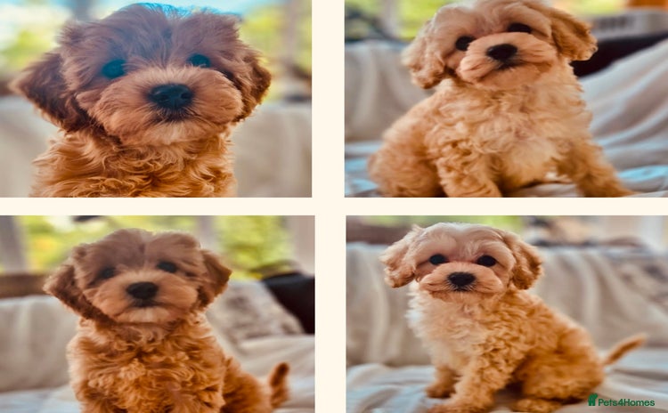 Cavapoochon dogs - Advert 1