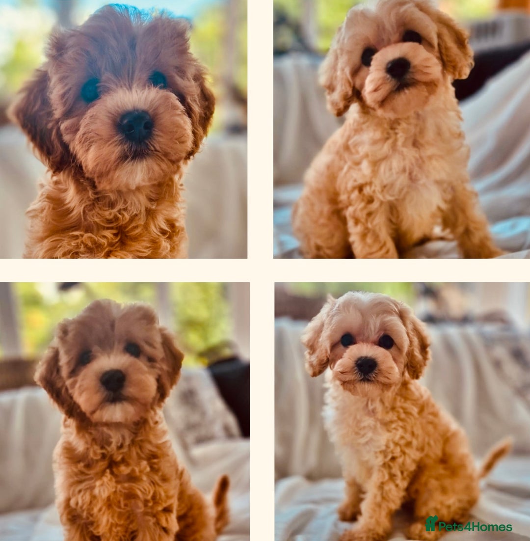 Cavapoochon dogs for sale: F1b MOYEN MERLE CAVAPOOCHON PUPS - Image 1