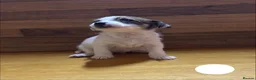 Mixed Breed dogs for sale: **Gorgeous Jack Russell × Bichon Frise Puppies - Advert 6