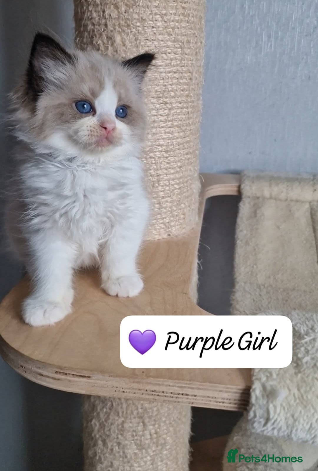 Ragdoll cats Luxury Kittens-European line Ragdoll - Advert 2