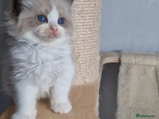 Ragdoll cats Luxury Kittens-European line Ragdoll - Advert 3