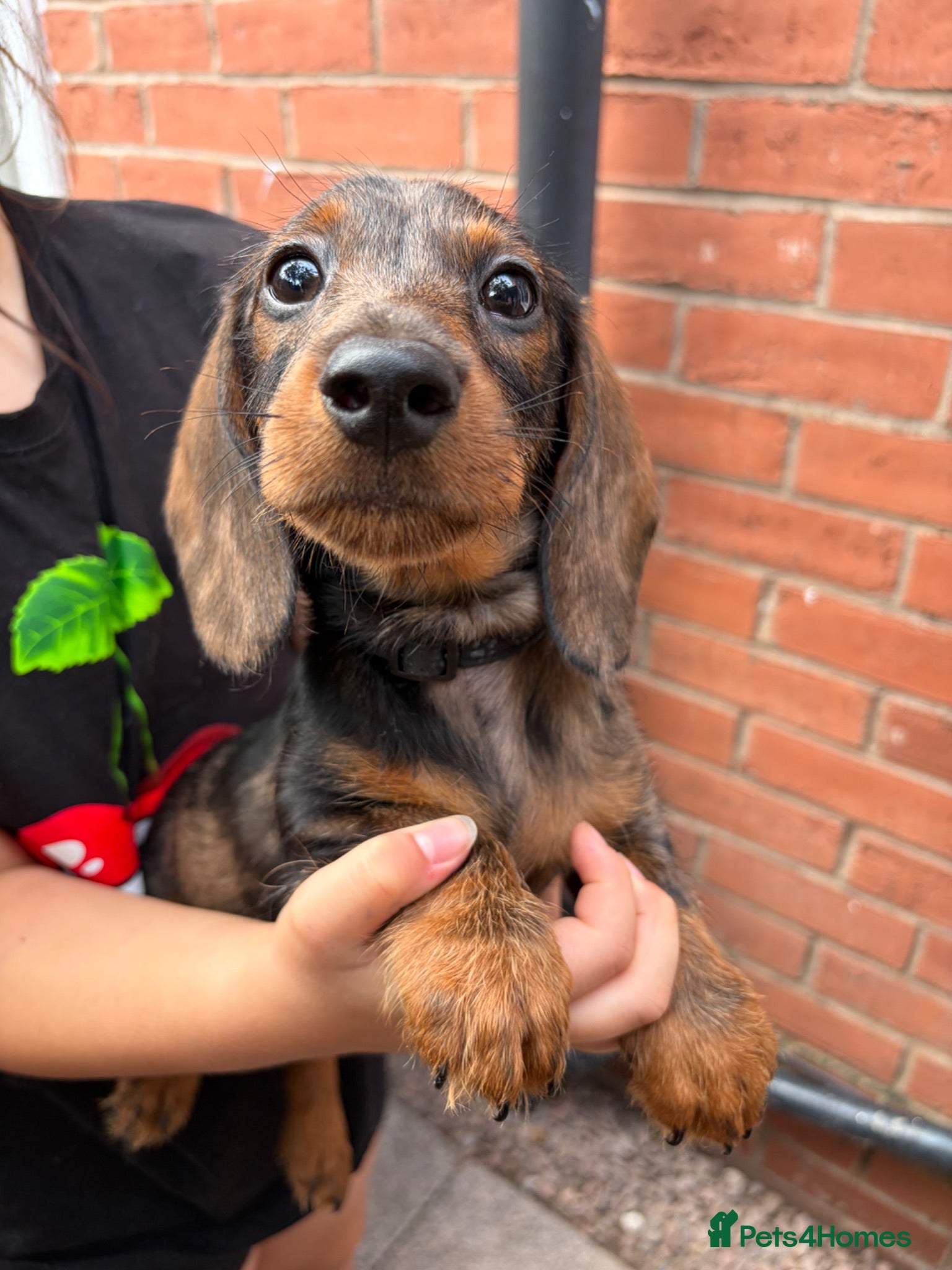 Miniature Dachshund dogs Miniature smooth hair x wire hair  - Advert 4
