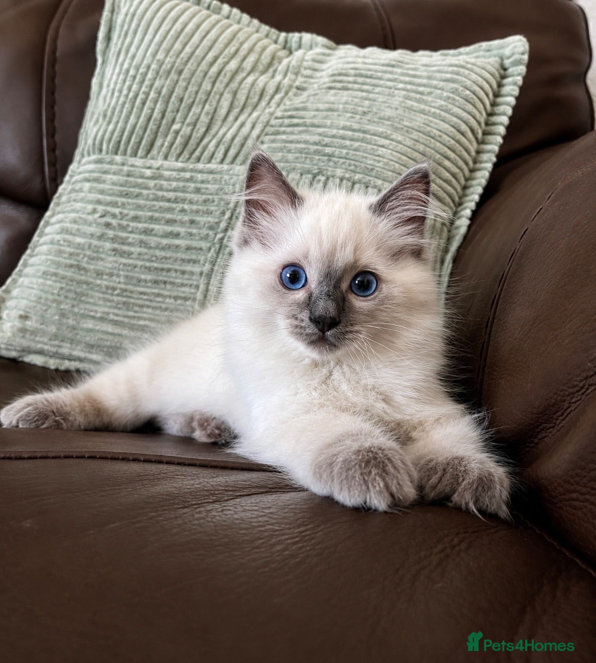 Ragdoll cats GCCF Registered Ragdoll Kittens  - Advert 2