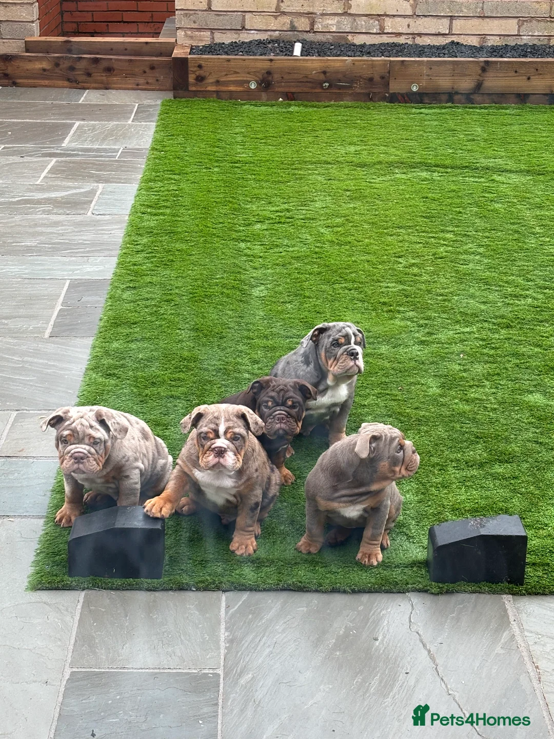 English Bulldog dogs for sale: Bulldog Puppies Champion bloodlines - Advert 10