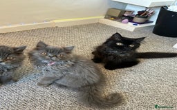 Persian cats for sale: Persian kittnes for sale London  - Advert 1