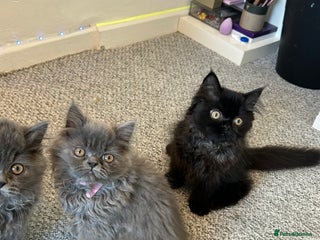 Persian cats Persian kittnes for sale London - Advert 2