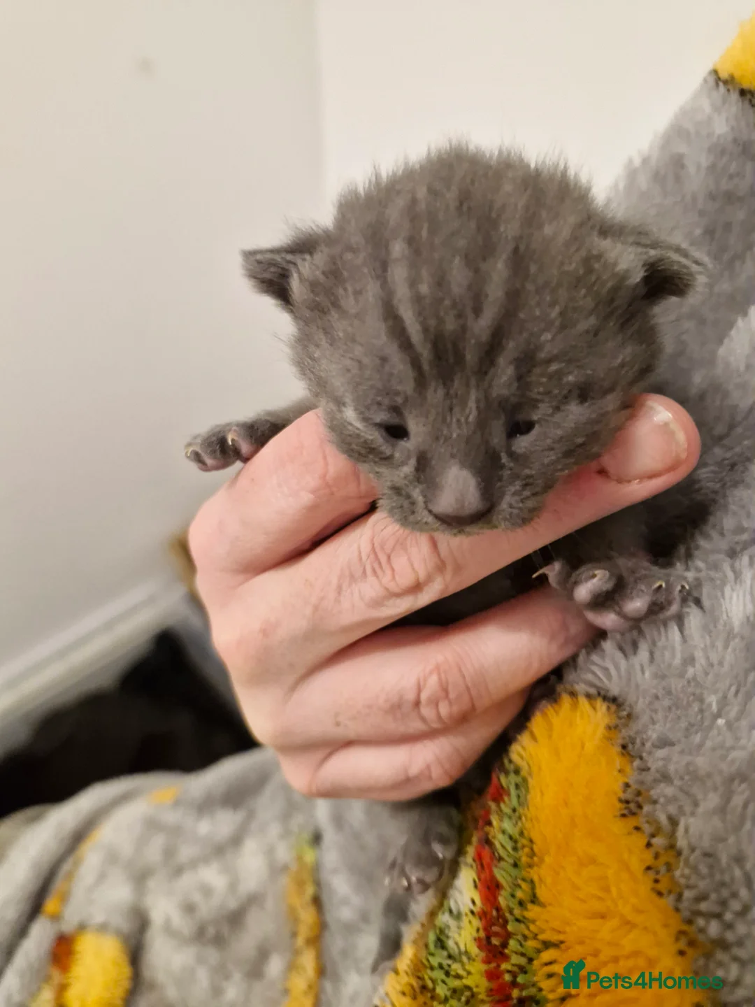 Mixed Breed cats for sale: Bengal BSH Cross Kittens - Advert 20