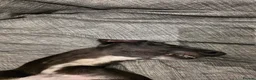 Whippet dogs for sale: Whippet puppies for sale - Advert 2