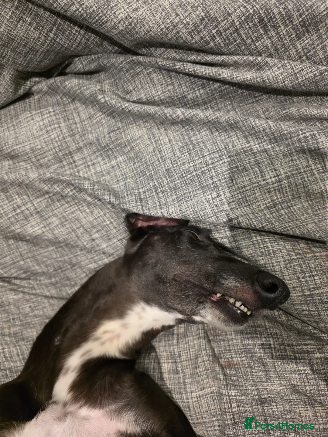 Whippet dogs for sale: Whippet puppies for sale - Advert 2
