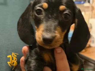 Mixed Breed dogs sausage x pom - Advert 18
