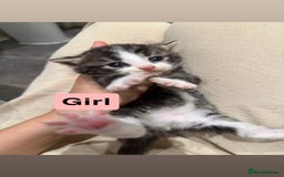 Domestic Shorthair cats for sale: Kittens - Image 5