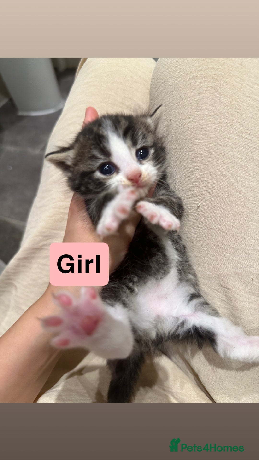 Domestic Shorthair cats for sale: Kittens - Image 5