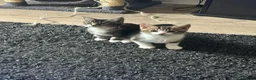 British Shorthair cats for sale: Kittens for sale  - Advert 3