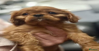 Cavalier King Charles Spaniel dogs - Advert 13