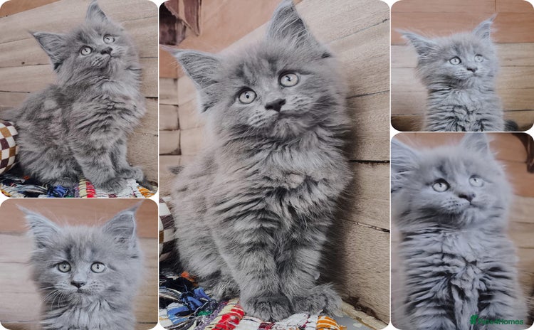 Maine Coon cats - Advert 14