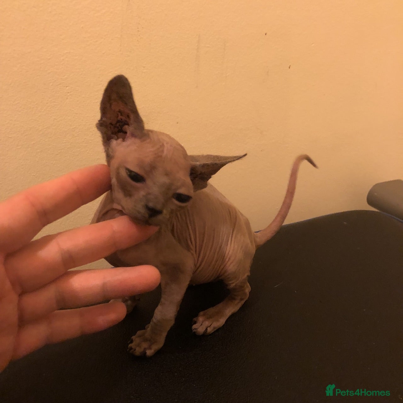 Sphynx cats I have 2 sphynx kittens  - Advert 15