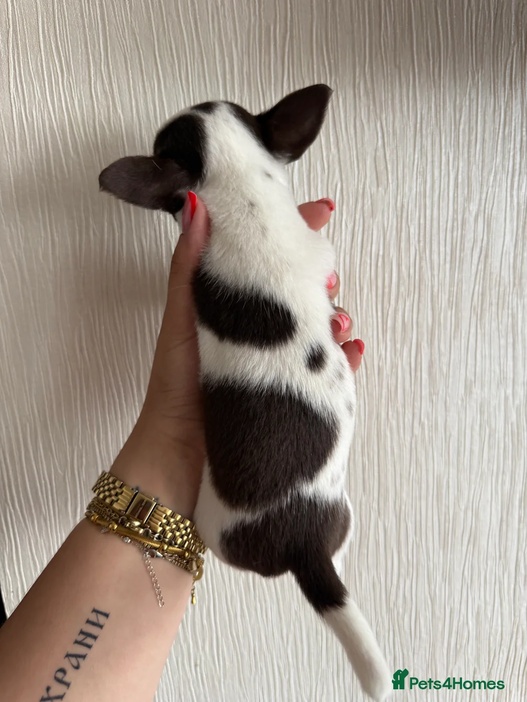 Chihuahua dogs for sale:  ❤️‍🔥KC Reg Parti Colour Chihuahua Girls❤️‍🔥  - Advert 20